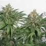 Cannabis seeds Master Kush® from Dutch Passion